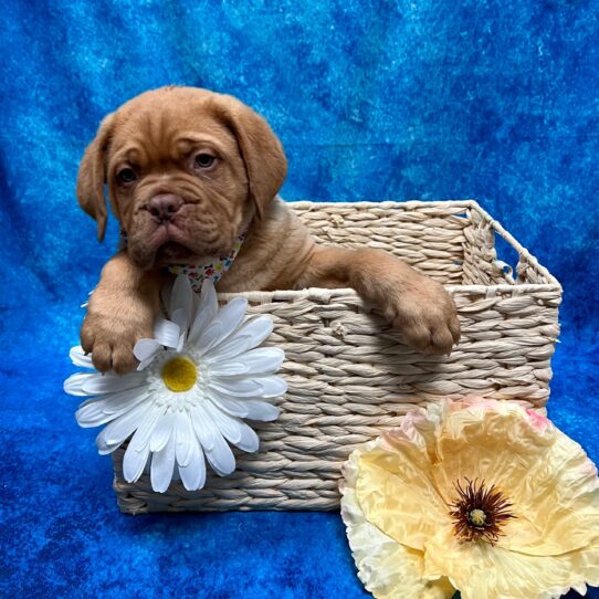 Dogue De Bordeaux-DOG-Male-Red-3485-Petland Pensacola, Florida