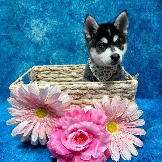 Alaskan Klee Kai DOG Female Black/Tan 3486 Petland Pensacola, Florida