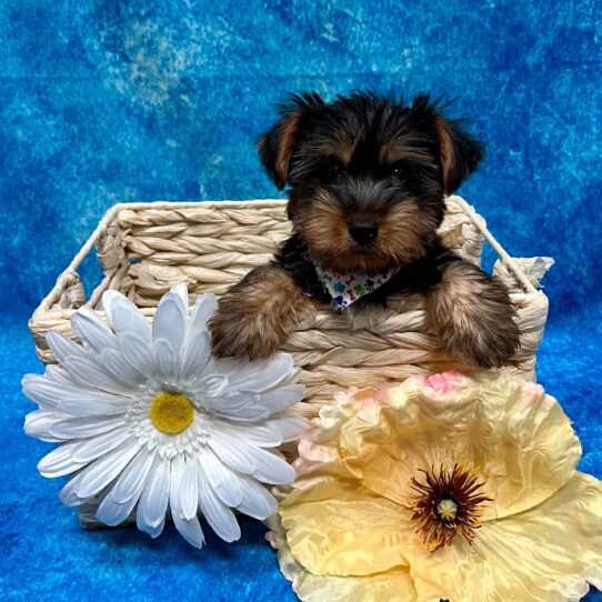 Silky Terrier DOG Male Black/Tan 3487 Petland Pensacola, Florida