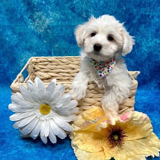 Coton De Tulear DOG Male White 3449 Petland Pensacola, Florida