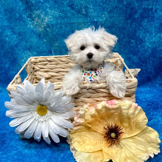 Maltese DOG Male White 3490 Petland Pensacola, Florida