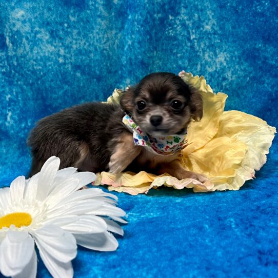 Chihuahua DOG Male Black/Tan 3488 Petland Pensacola, Florida