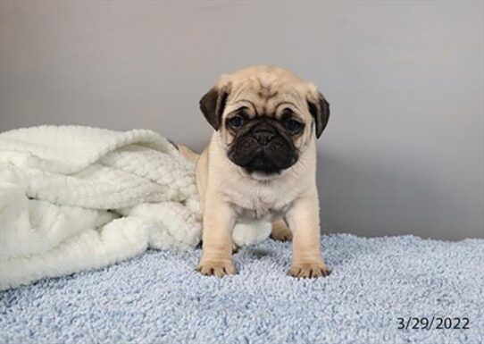 Pug DOG Male Fawn 3496 Petland Pensacola, Florida