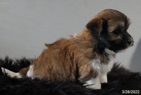 Havanese DOG Male Sable / White 3497 Petland Pensacola, Florida