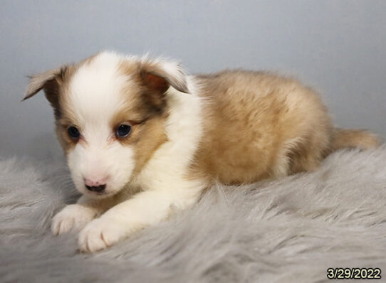 Sheltie DOG Male Sable / White 3500 Petland Pensacola, Florida