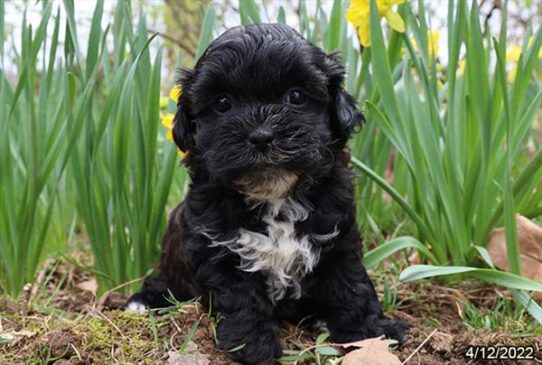 Shizapoo DOG Male Black 3504 Petland Pensacola, Florida