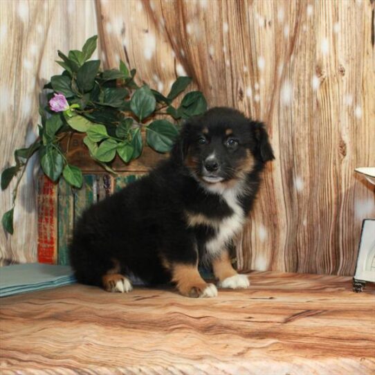 Australian Shepherd DOG Male Black White / Tan 3505 Petland Pensacola, Florida