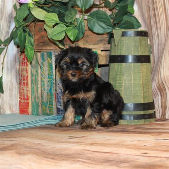 Yorkie DOG Male Black / Tan 3507 Petland Pensacola, Florida