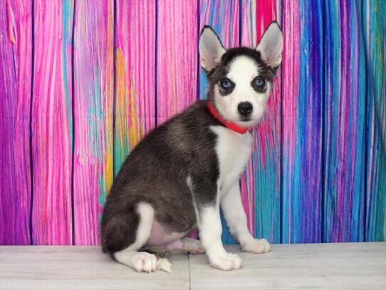 Siberian Husky DOG Male Black / White 3509 Petland Pensacola, Florida