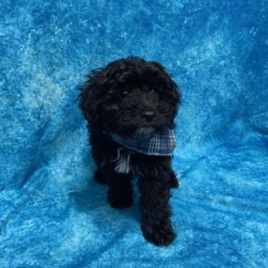 Aussiedoodle-DOG-Male-Black-665-Petland Pensacola, Florida