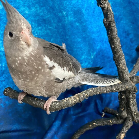 Cockatiel BIRD Male White Faced Grey 3494 Petland Pensacola, Florida