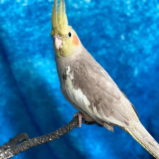 Cockatiel BIRD Female Normal 3495 Petland Pensacola, Florida