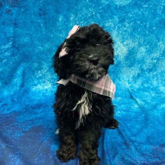 Aussiedoodle DOG Female Black 658 Petland Pensacola, Florida