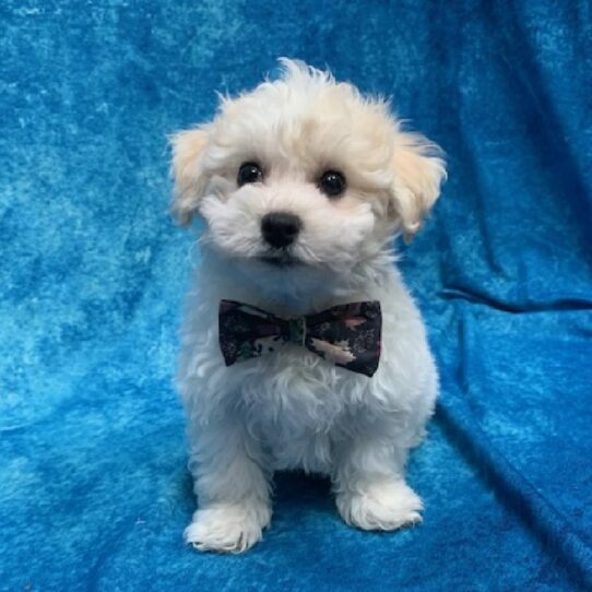 Bichon DOG Male White 666 Petland Pensacola, Florida