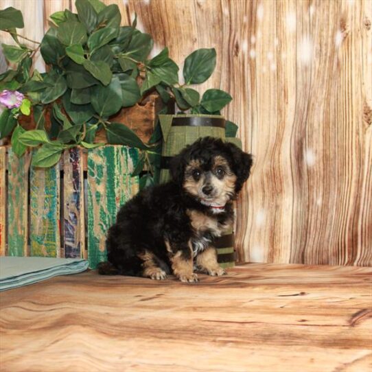 Poodle DOG Female Black / Tan 3566 Petland Pensacola, Florida