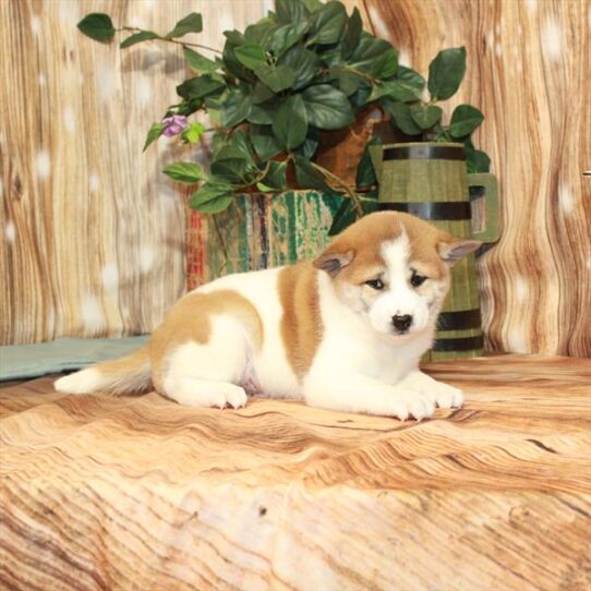 Shiba Inu DOG Male Red 3567 Petland Pensacola, Florida