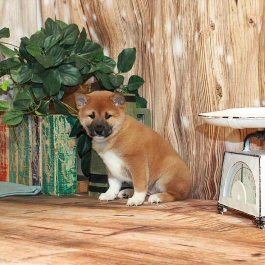 Shiba Inu DOG Female Red Sesame 3568 Petland Pensacola, Florida