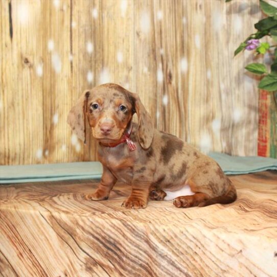 Dachshund DOG Male Chocolate / Tan 3570 Petland Pensacola, Florida