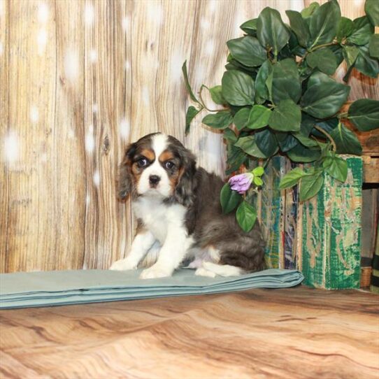 Cavalier King Charles Spaniel DOG Male Blue Merle / Tan 3572 Petland Pensacola, Florida