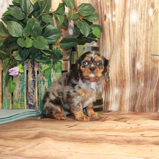 Cavalier King Charles Spaniel DOG Female Blue Merle / Tan 3573 Petland Pensacola, Florida