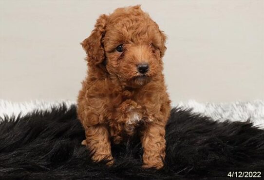 Poodle DOG Male Red 3575 Petland Pensacola, Florida