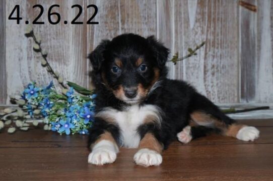 Australian Shepherd DOG Female Black 3579 Petland Pensacola, Florida