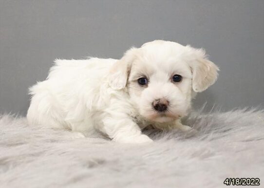 Coton De Tulear DOG Female White 3581 Petland Pensacola, Florida