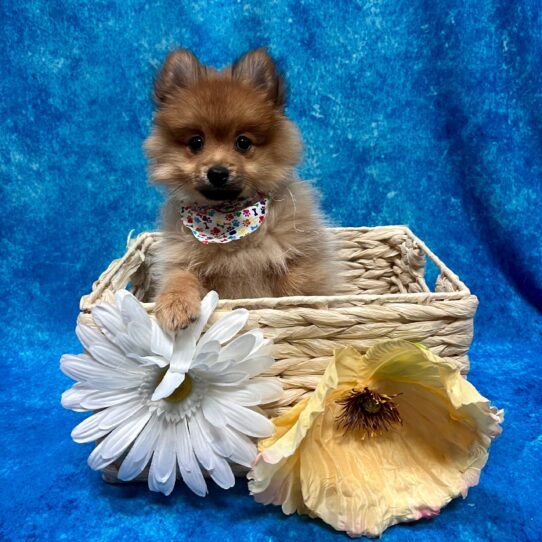 Pomeranian DOG Male Red Sable 3502 Petland Pensacola, Florida