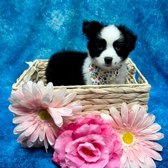 Miniature Australian Shepherd DOG Female Black / White 3503 Petland Pensacola, Florida