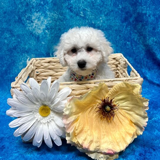 Bichon DOG Male White 3544 Petland Pensacola, Florida