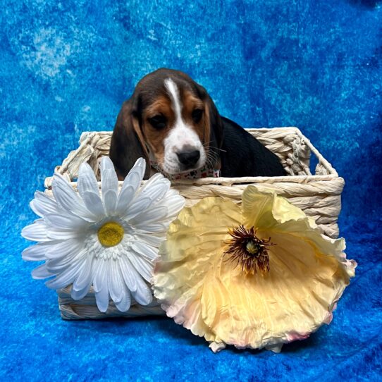 Beagle DOG Male Black Tan / White 3574 Petland Pensacola, Florida