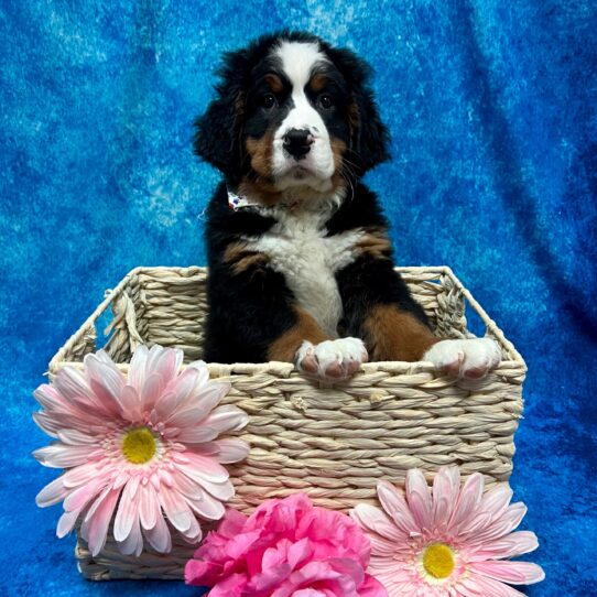 Bernese Mountain Dog DOG Female Black Rust / White 3578 Petland Pensacola, Florida