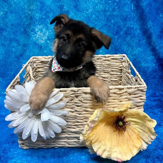 German Shepherd DOG Male Black / Tan 3580 Petland Pensacola, Florida