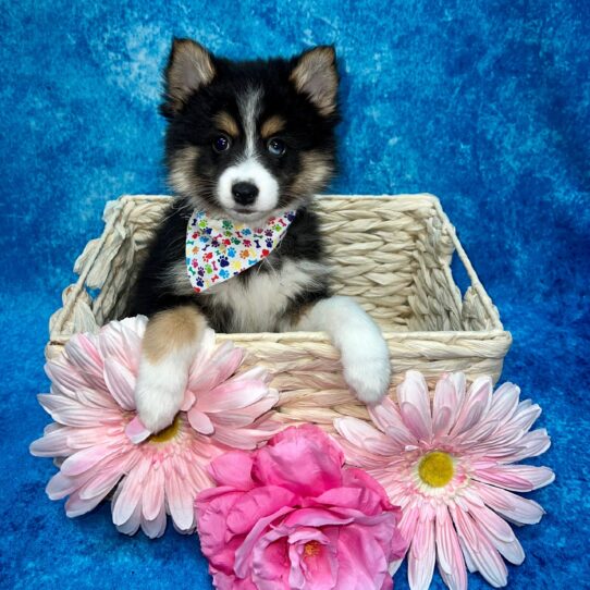 Pomsky 2nd Gen DOG Female Black 3582 Petland Pensacola, Florida