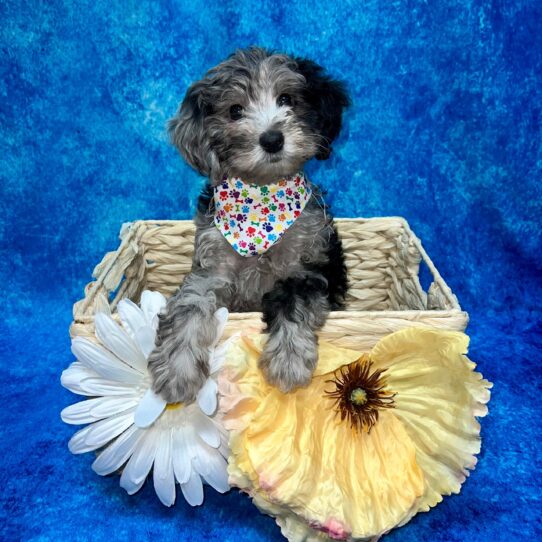 Goldendoodle DOG Male Blue Merle 3583 Petland Pensacola, Florida