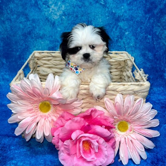 Lhasa Apso DOG Female Black/White Parti 3591 Petland Pensacola, Florida