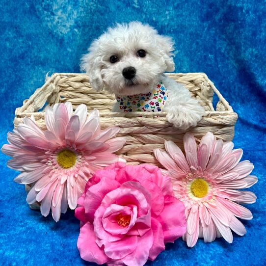 Bichon DOG Female White 3592 Petland Pensacola, Florida