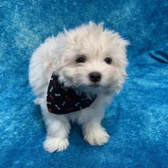 Maltese/Pomeranian-DOG-Male-Cream-651-Petland Pensacola, Florida