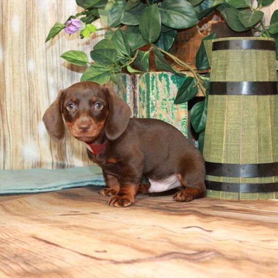 Dachshund DOG Male Chocolate / Tan 3612 Petland Pensacola, Florida