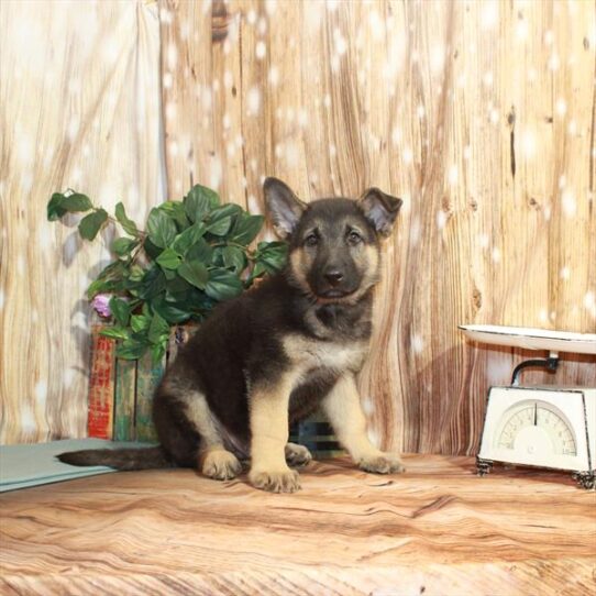 German Shepherd DOG Male Black / Tan 3614 Petland Pensacola, Florida