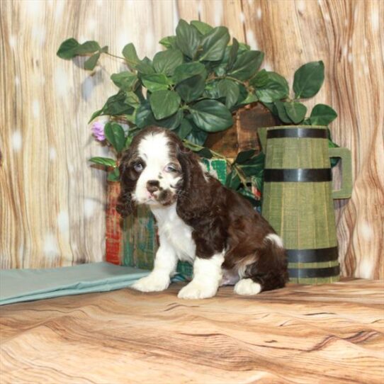 Cocker Spaniel DOG Male Chocolate Roan 3615 Petland Pensacola, Florida