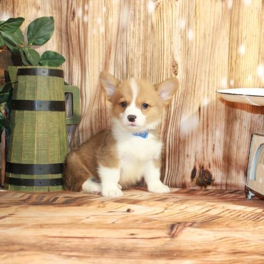 Pembroke Welsh Corgi DOG Male Red 3616 Petland Pensacola, Florida