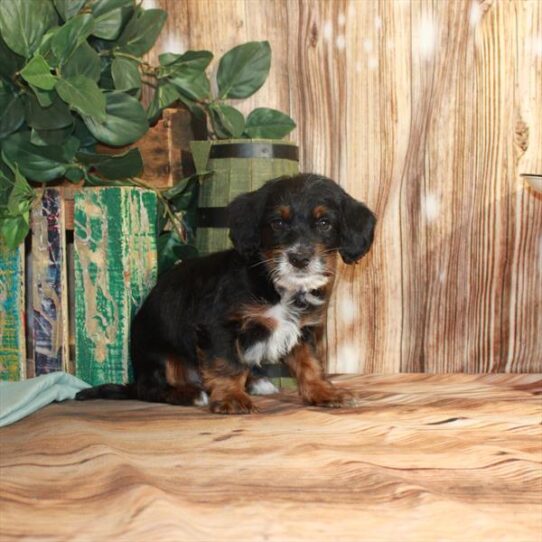 Mini Labradoodle 2nd Gen-DOG-Male-Black / Tan-3617-Petland Pensacola, Florida