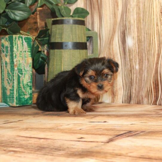 Yorkie DOG Female Black / Tan 3618 Petland Pensacola, Florida