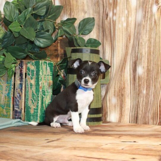 Chihuahua DOG Male Black / White 3620 Petland Pensacola, Florida