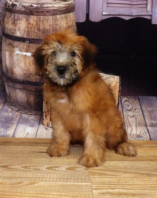 Soft Coated Wheaten Terrier DOG Female Wheaten 3622 Petland Pensacola, Florida