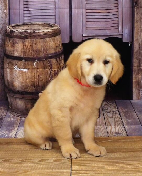 Golden Retriever DOG Male Golden 3624 Petland Pensacola, Florida