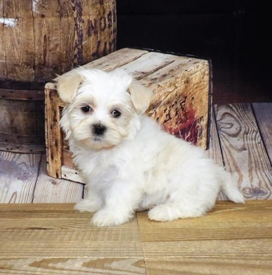 Malshi-DOG-Male-Cream-3626-Petland Pensacola, Florida