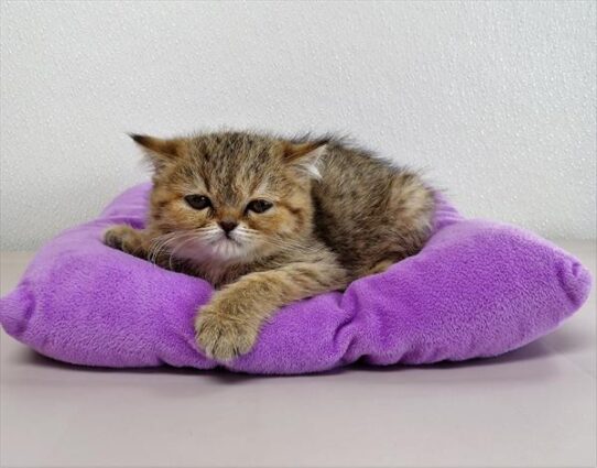 Exotic Short Hair DOG Female Brown Mackeral Tabby 3628 Petland Pensacola, Florida