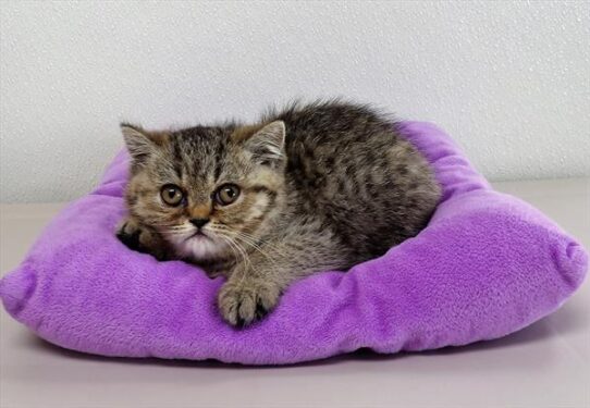 Exotic Short Hair-DOG-Female-Brown Mackeral Tabby-3629-Petland Pensacola, Florida